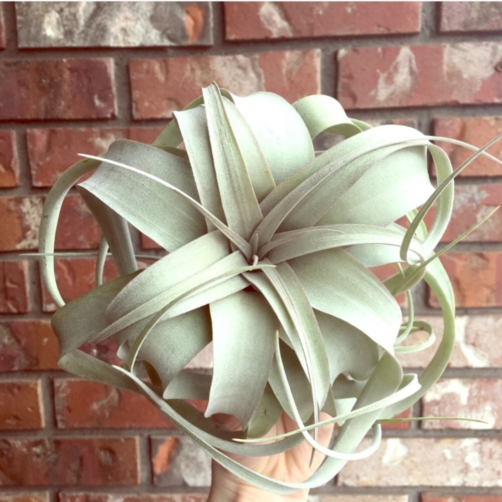 SOLD OUT ✨ Beautiful Xerographica Air Plant